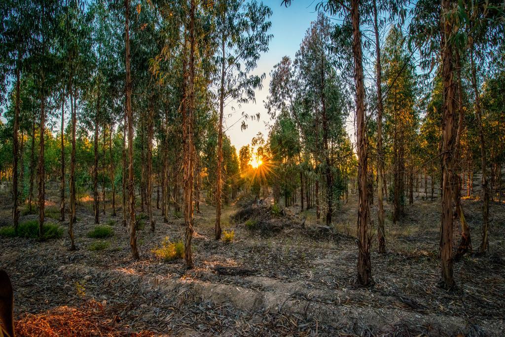 منزل الضيف Aldeia do Mato   في Quinta Da Eira Velha المظهر الخارجي الصورة